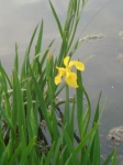 First Yellow Iris Lakeside April 11, 2011.jpg