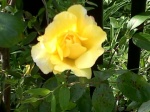 Yellow Rose April 18, 2011.jpg