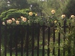 Yellow & Pink Roses on Fence 4-18-11.jpg