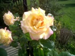 Pink & Yellow Roses (closer) 4-2011.jpg