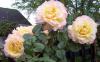 Beautiful Pink & Yellow Roses