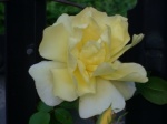 Perfect Yellow Rose.jpg